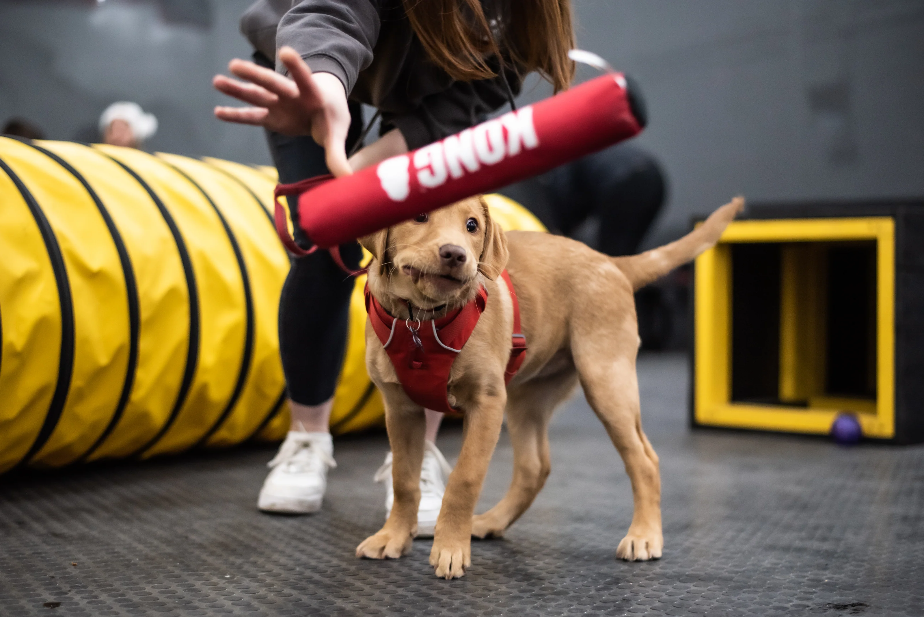 Purely Natural Treats for Dogs